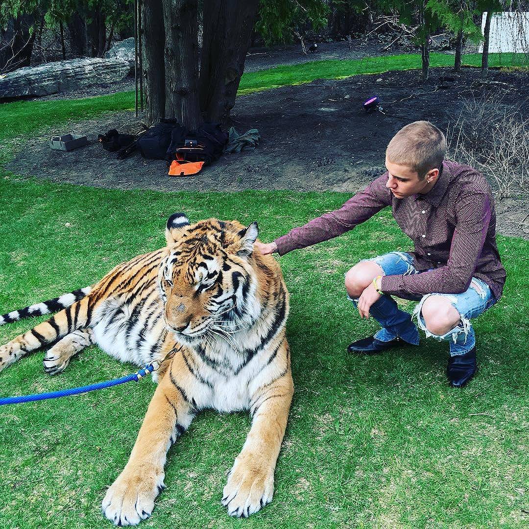 Justin Bieber posa con una tigre, PETA protesta
