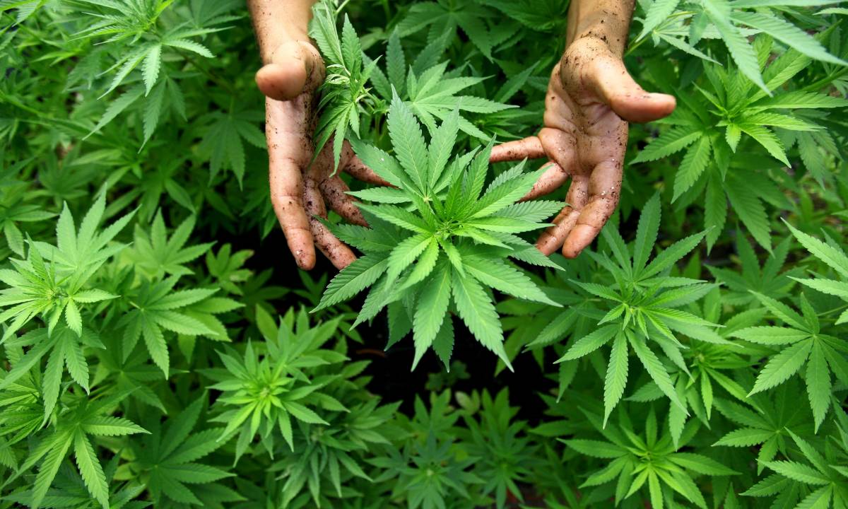 Il governo vuol legalizzare la cannabis: "Legge entro l'estate"