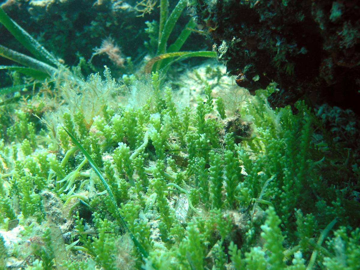 L’alga aliena invade il Mediterraneo, ma serve a combattere il tumore