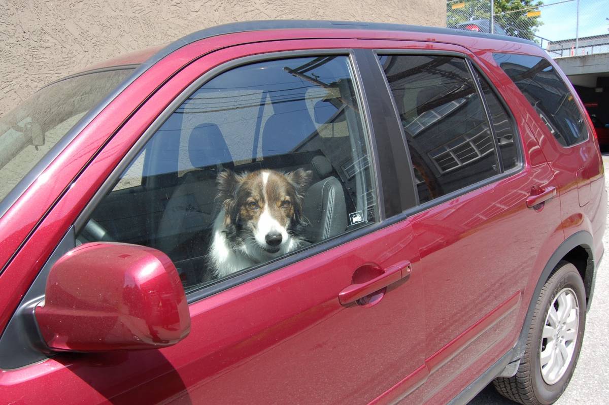 Lascia il cane in auto con un foglio: "Non rompete il vetro per aiutarlo"