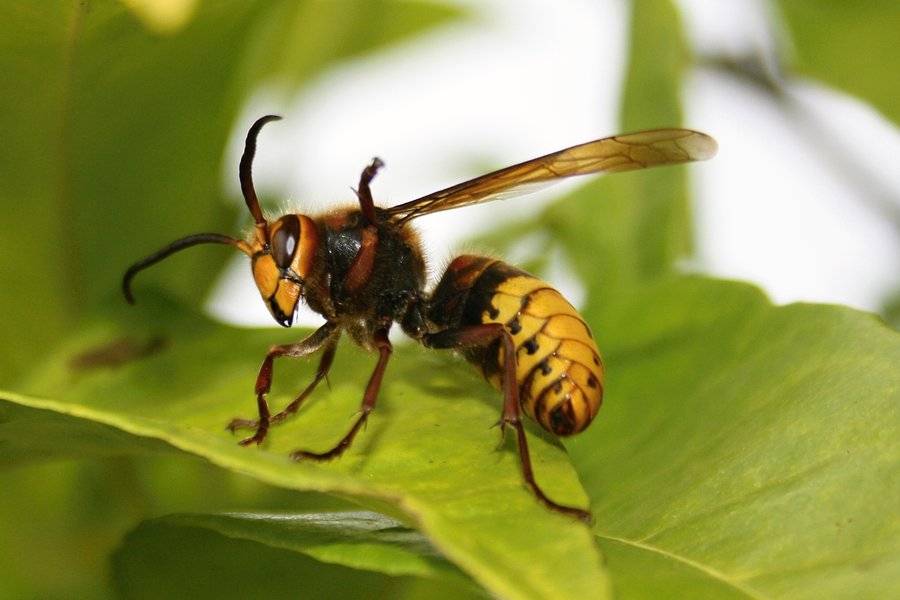 Allarme 'vespa-aliena': "Le punture possono essere letali"