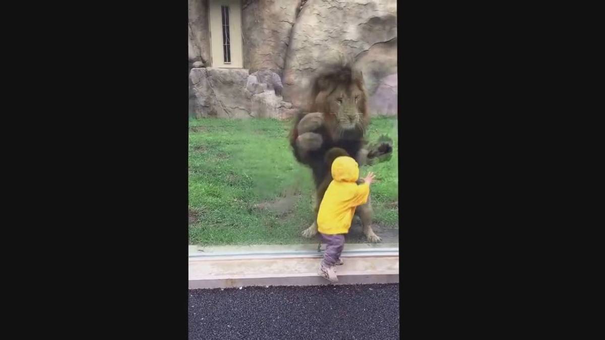 Giappone, leone punta bambino per sbranarlo: si schianta contro il vetro