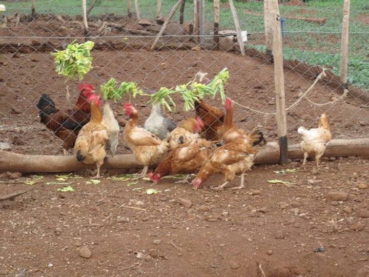 Bill Gates: "Allevare polli per sconfiggere la povertà"