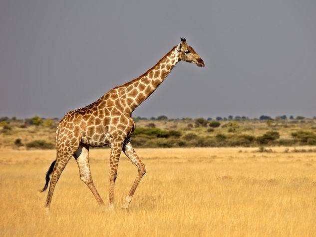 Torre dell'Orso, giraffa scappa dal circo e si aggira tra i turisti
