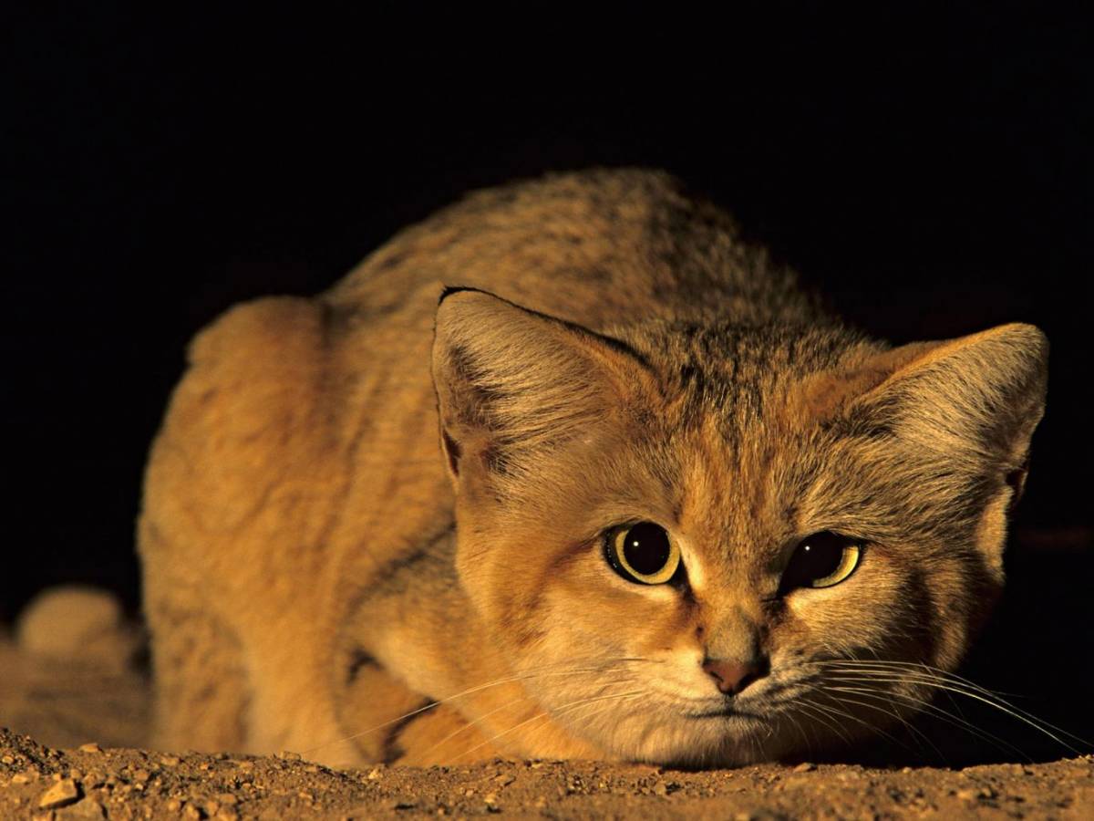 Avvistato dopo dieci anni un raro esemplare di gatto delle sabbie