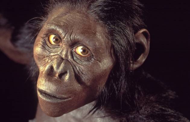 Gli antropologi: "L'australopiteco Lucy morì cadendo da un albero"
