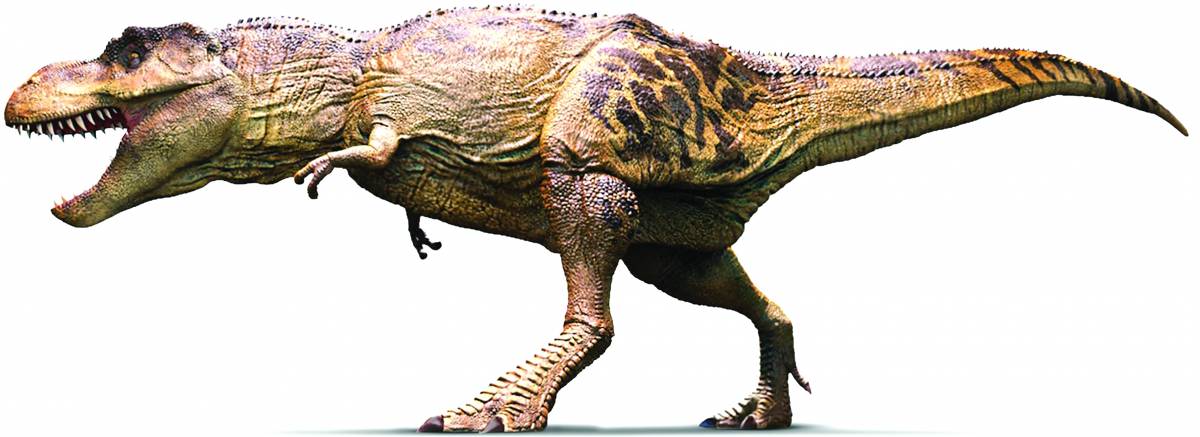 Il cranio di un T-Rex ritrovato tutto intero: pesa una tonnellata