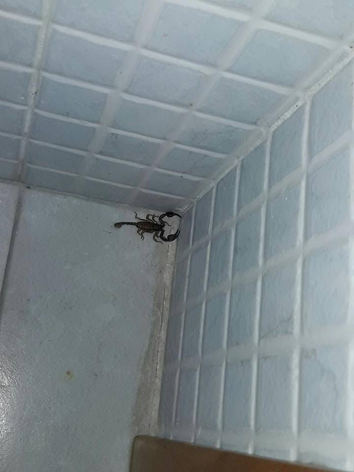 Brindisi, l'ufficio anagrafe invaso dagli scorpioni 