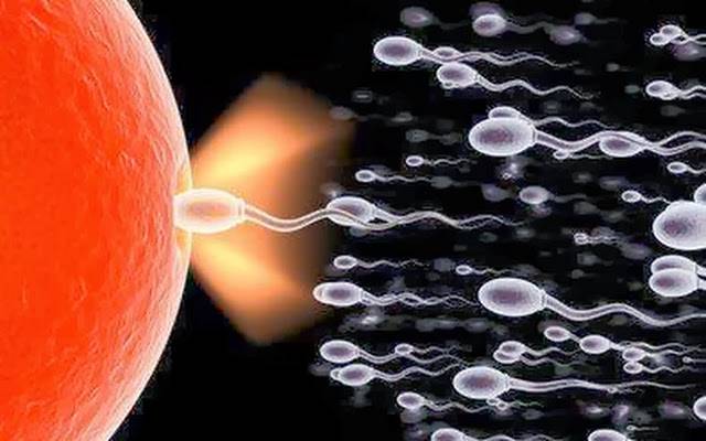 Fecondazione, nati i primi topi senza contatto tra spermatozoo e ovulo
