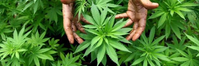 "Legalizzare cannabis per ricostruzione post sisma". Ma il Pd dice no