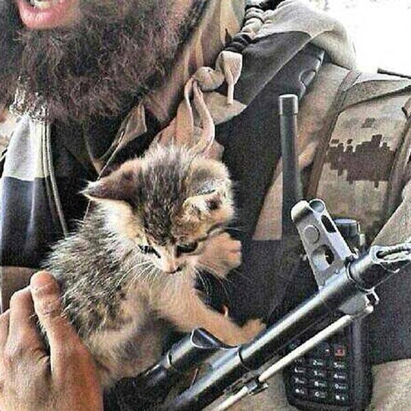 L'ultima follia dell'Isis: "Sterminate tutti i gatti"