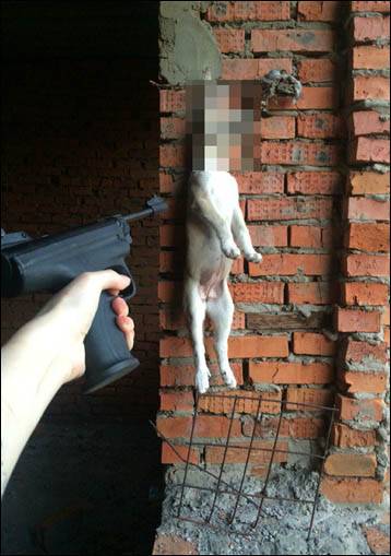 Arrestata 21enne russa: torturava cani e gatti per poi condividere le immagini sul web