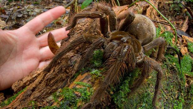 Enorme ragno brasiliano trovato nel bosco in Italia