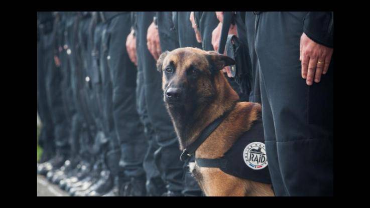 Il Pd boicotta il cane antidroga: "Non lo vogliamo: è fascista"
