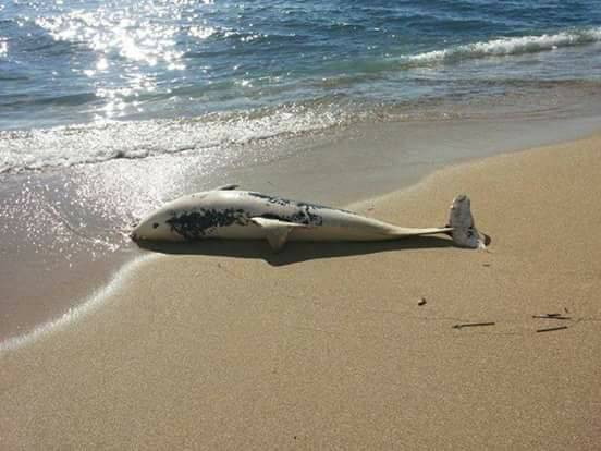 A Taranto trovate sulla spiaggia carcasse di delfini e tartarughe