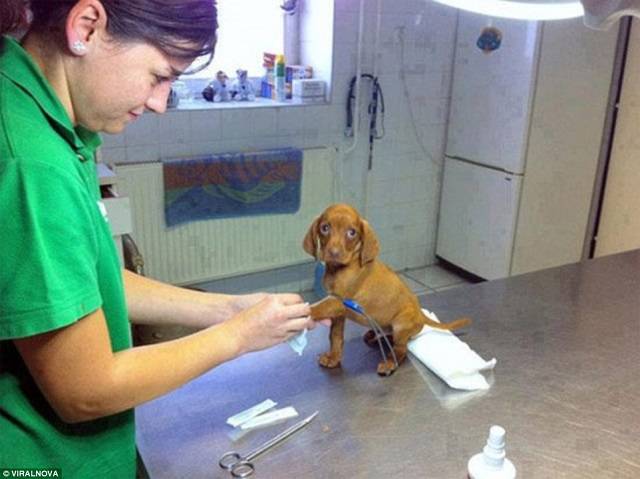 Dal Pd arriva la tassa per i cani non sterilizzati