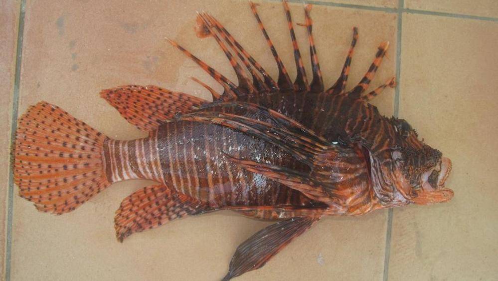 Paura in Italia: è arrivato il velenoso pesce scorpione. Puntura mortale