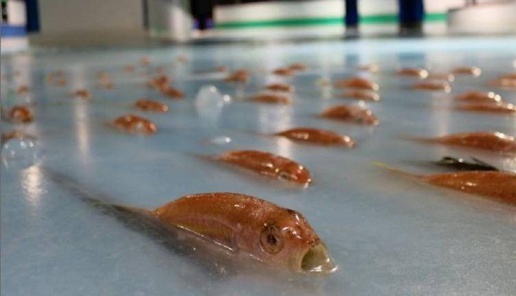 Giappone, chiude la pista di pattinaggio con 5 mila pesci morti congelati 