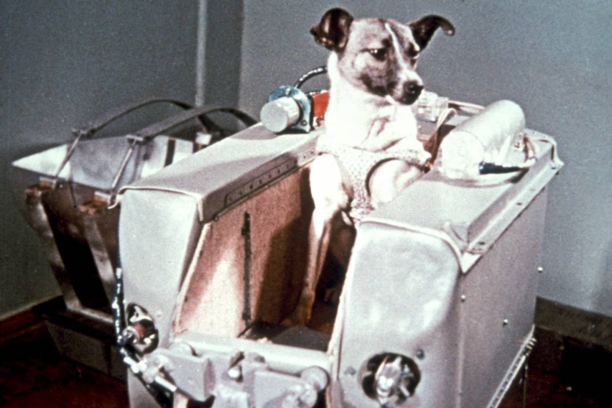 Auguri Laika, 60 anni fa la cagnetta stellare conquistava lo spazio