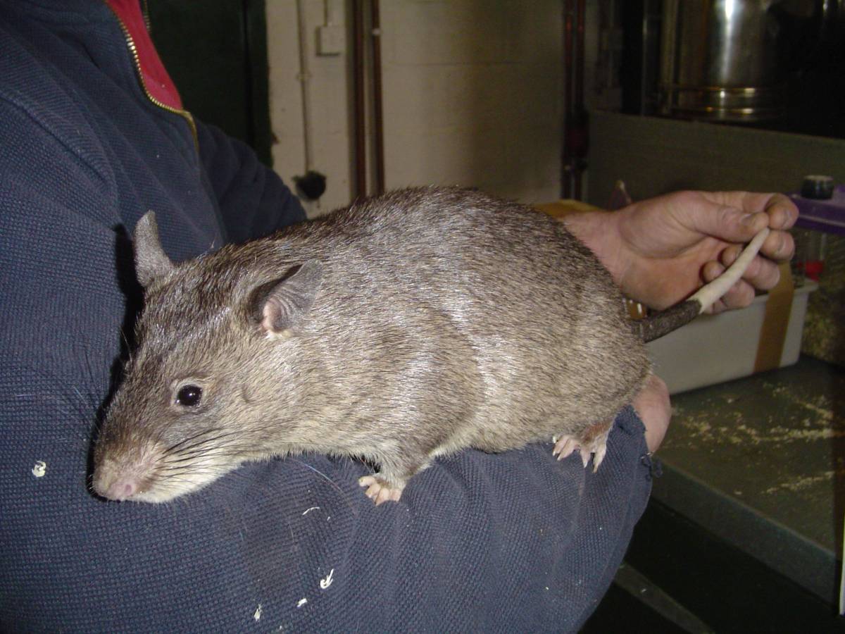 Bimba Di 3 Mesi Divorata Da Topi Giganti Le Hanno Mangiato La Lingua E Gli Occhi Ilgiornale It Bimba Di 3 Mesi Divorata Da Topi Giganti Le Hanno Mangiato La Lingua E Gli Occhi Ilgiornale It