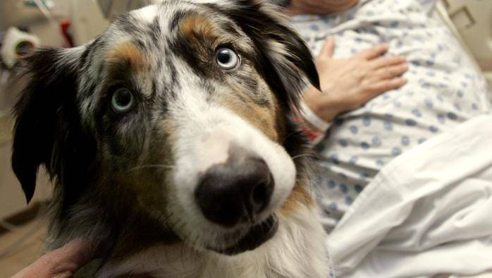 Cani e gatti potranno entrare negli ospedali della Lombardia