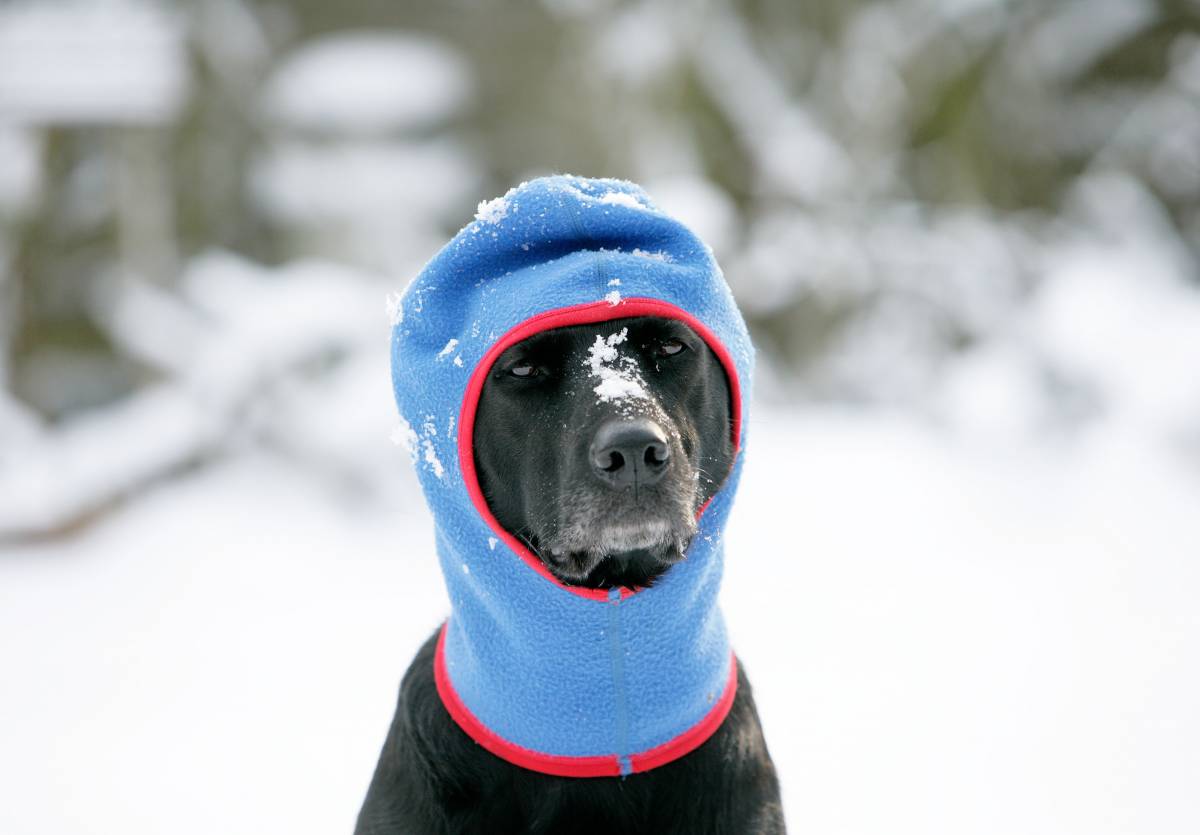 Cappotto e cuccia coibentata come difendere i cani dal gelo