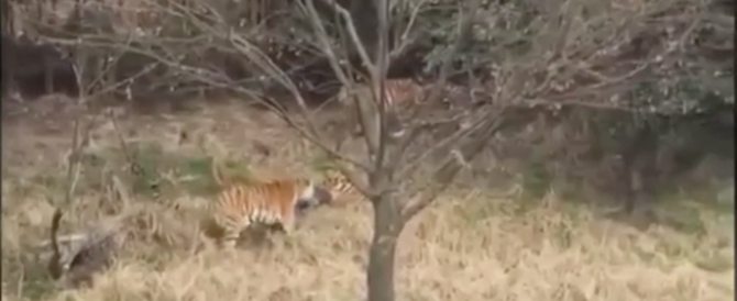 Cina, nello zoo tre tigri sbranano un uomo 