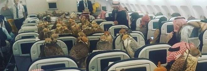 Noleggia un aereo per 80 falchi: la "follia" del principe saudita
