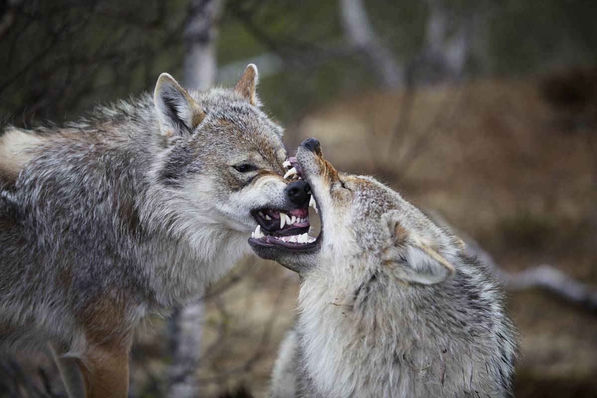 Animalisti in rivolta contro la riapertura della caccia ai lupi