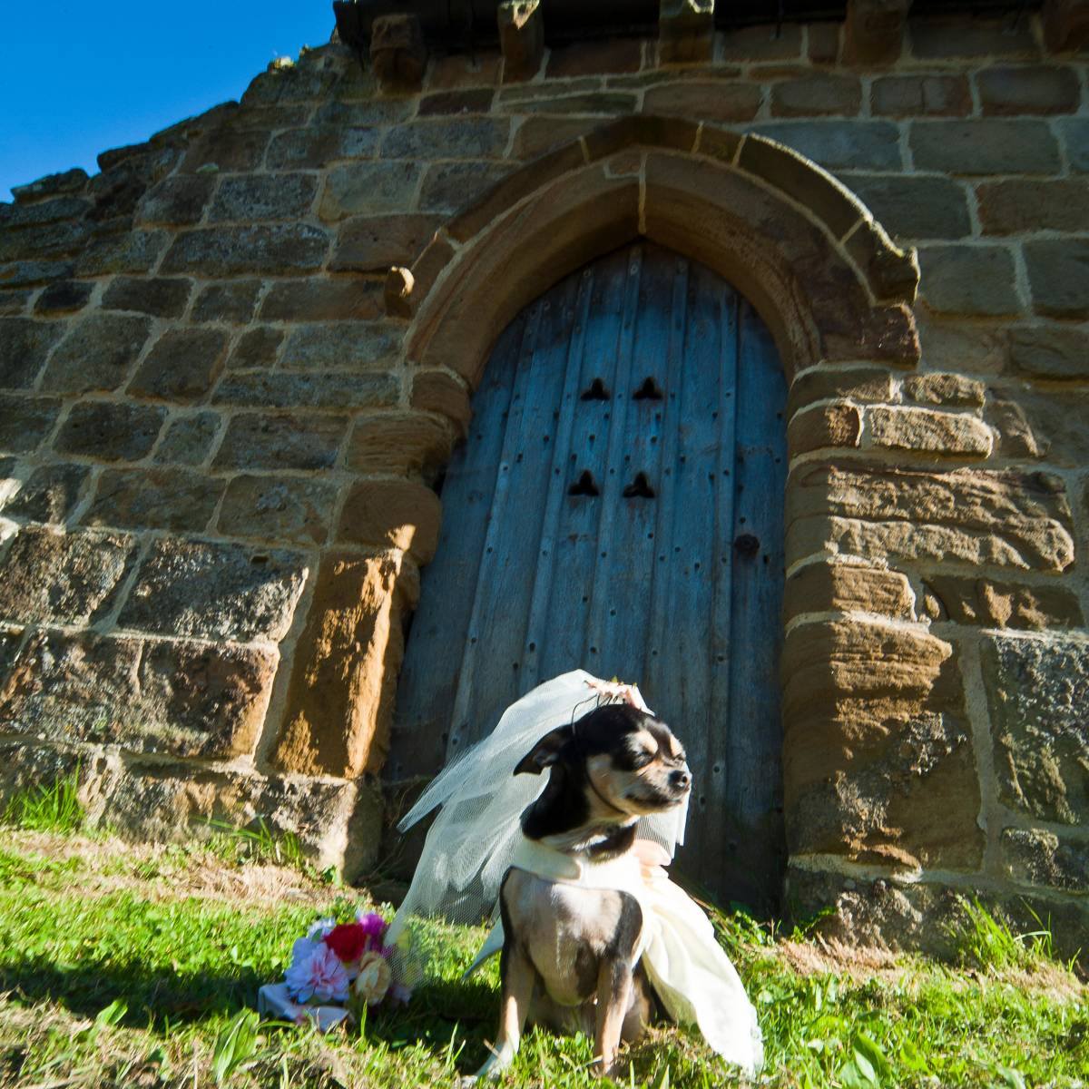 "Mi sposo ma voglio il cane". Animali in chiesa, è polemica