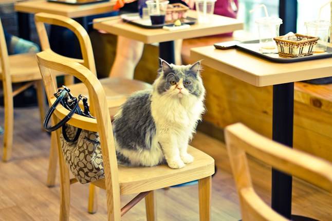Aperto il Cat caffè: si fa colazione coccolando nove gatti