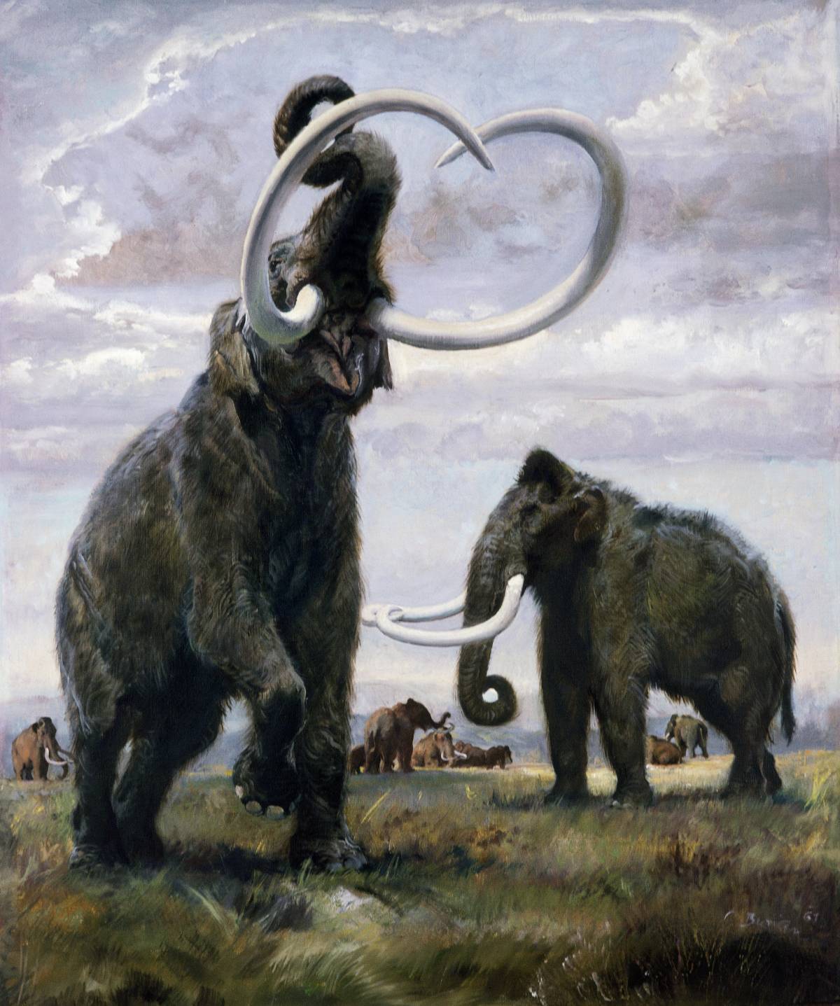 Il mammut ritorna sulla terra. A 4mila anni dall'estinzione