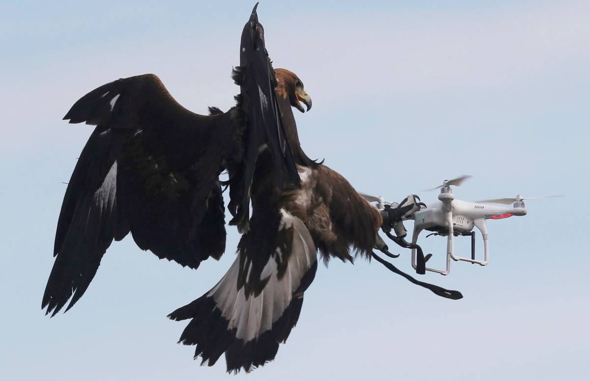 Le aquile moschettiere si alzano in volo contro i droni dell'Isis