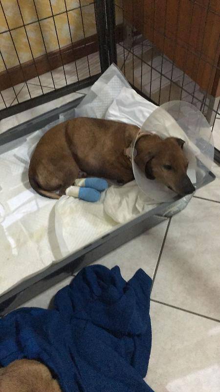"Abbaia troppo": cane torturato a Cremona