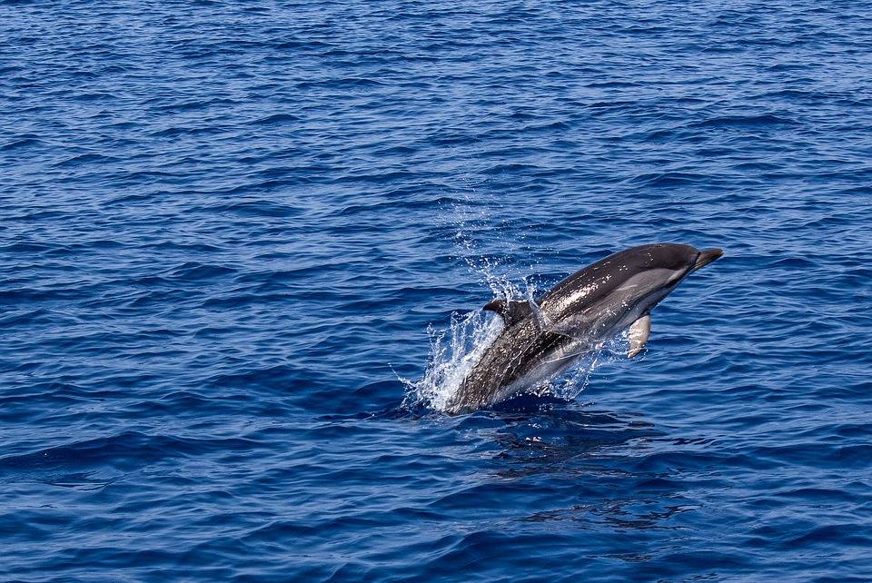 Tar Lazio: "Vietato nuotare con i delfini, fa male alla loro salute"