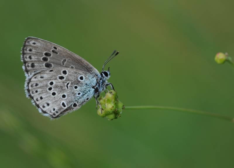 Challenge estreme: l’assurda morte di un 14enne e il vero “Butterfly Effect” dei social