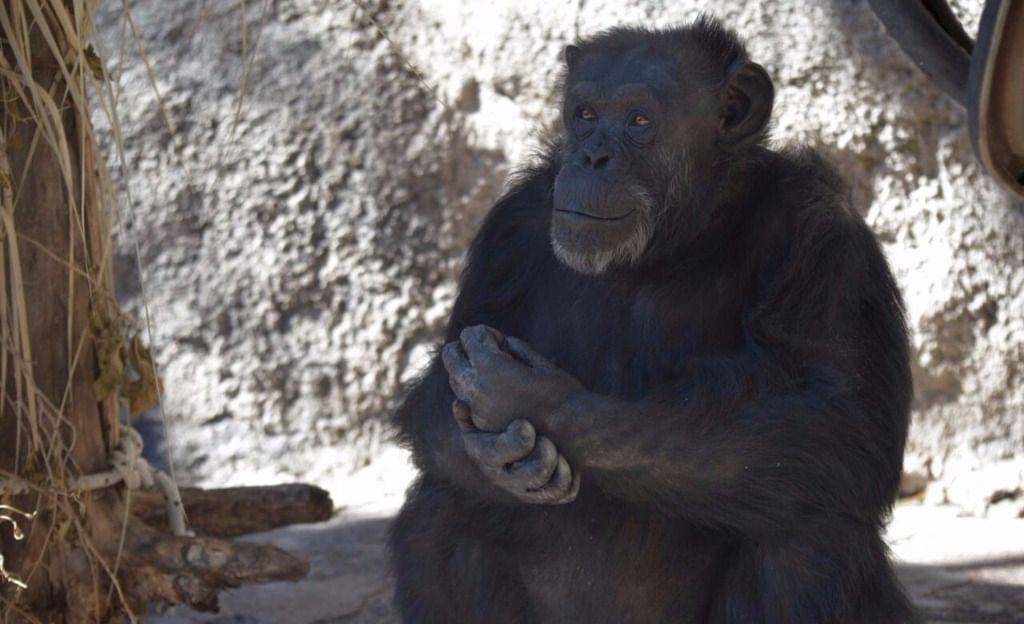 Argentina, tribunale riconosce i diritti dell'uomo allo scimpanzé Cecilia
