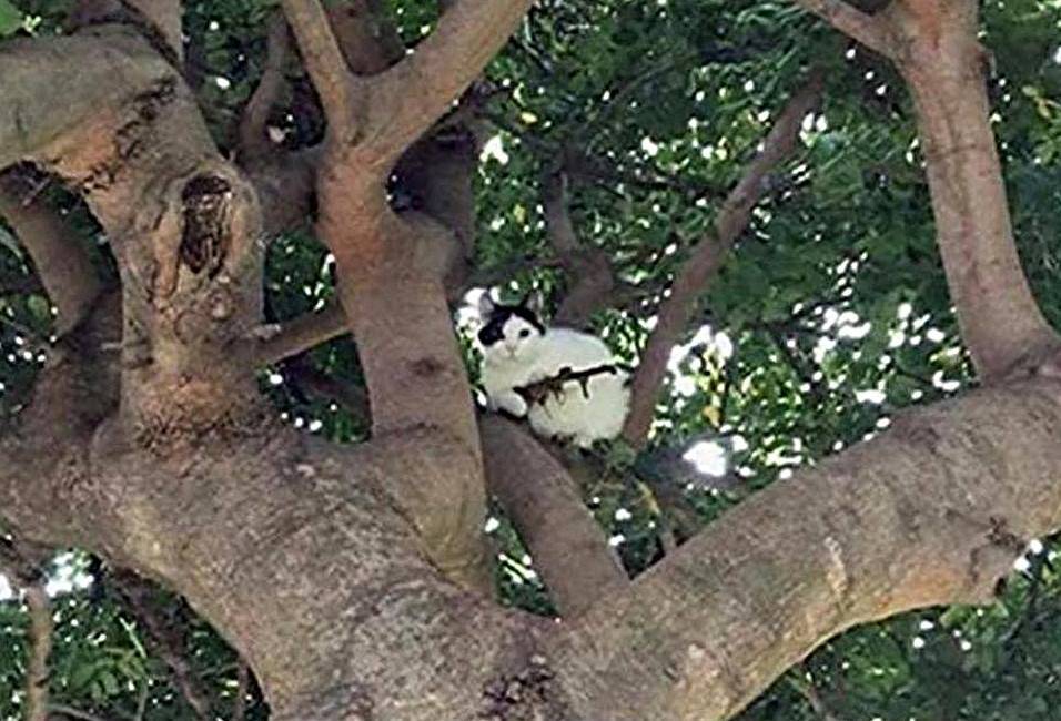 "C'è un gatto con il fucile sull'albero": la polizia è allertata al telefono