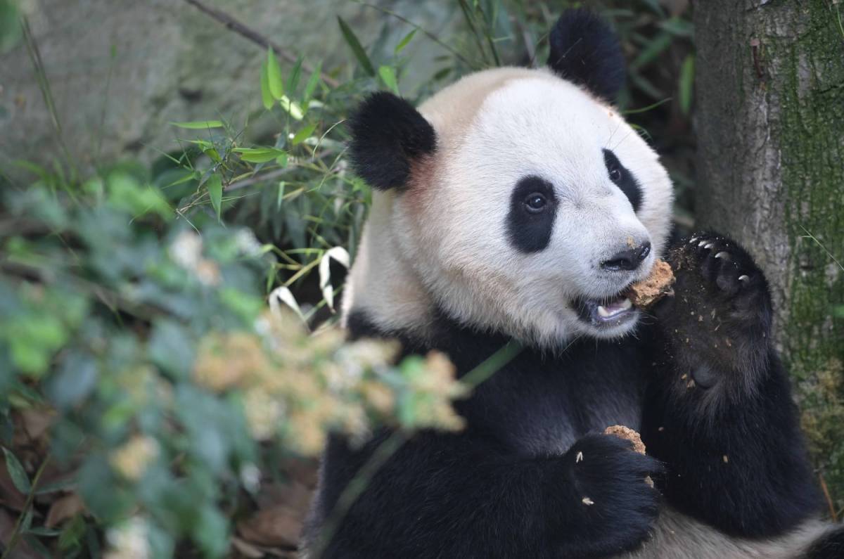 La Cina perde una star Addio a «Basi» il panda più vecchio