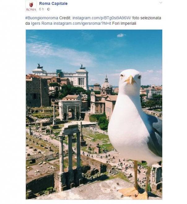 Bufera sul Comune di Roma: posta su Facebook la foto di un gabbiano