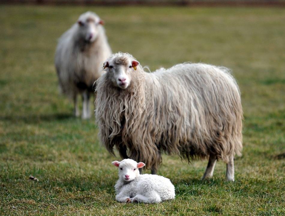 Nato il primo agnellino da un utero artificiale