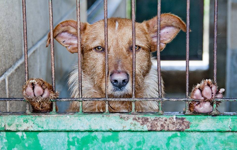 Cina, al Festival di Yulin vietato vendere carne di cane