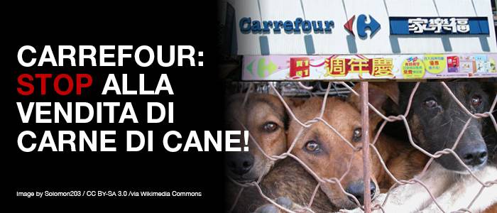 “Carrefour vende carne di cane in Cina”: AnimalAsia lancia una petizione per dire basta
