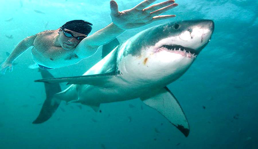La sfida tra Phelps e lo squalo è un bluff: la delusione dei fans