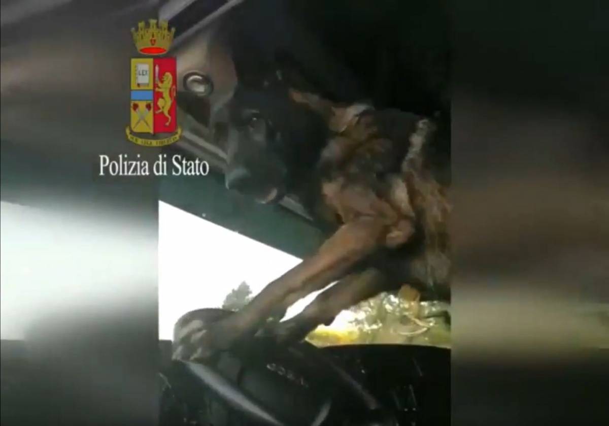 Gimbo, il cane poliziotto che suona due volte il clacson quando trova la droga