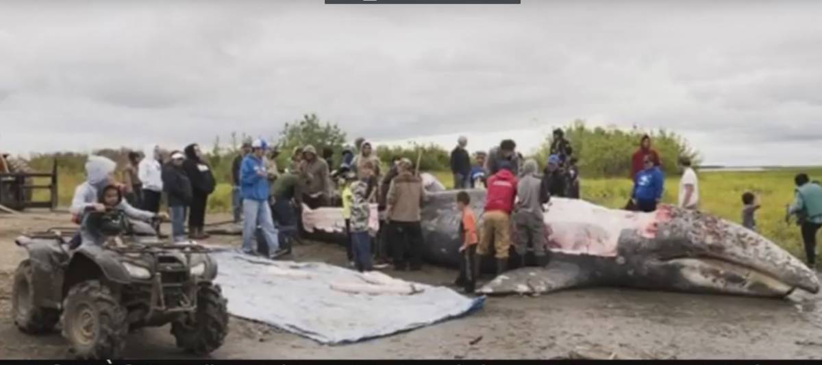 La balena grigia uccisa sul fiume Kuskokwim