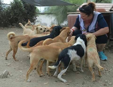 Compra un terreno per adottare e ospitare 54 cani