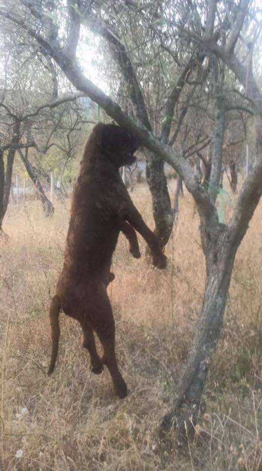 Cani impiccati nel bosco, le foto choc indignano il web