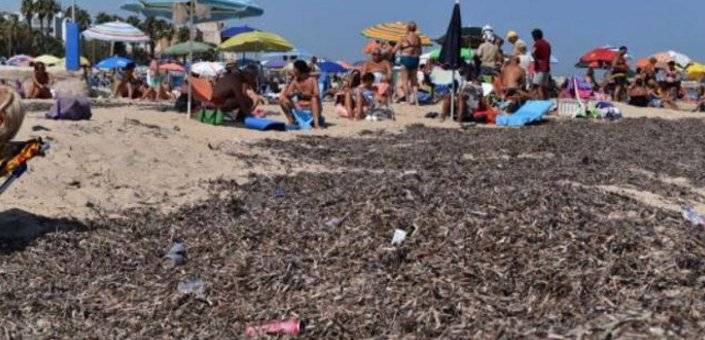 Bari, la spiaggia cittadina è da incubo: sommersa da alghe, rifiuti e ratti