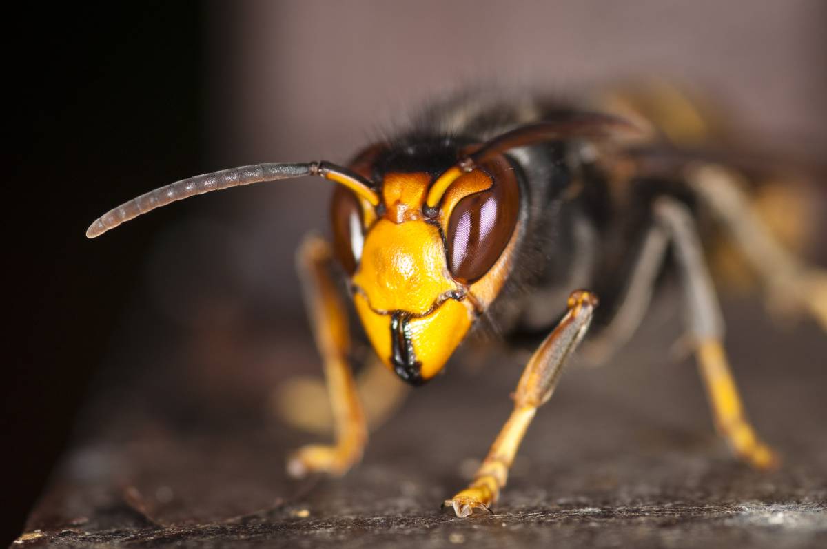 Popille, xylelle e vespe velutine. È l'invasione degli ultra-insetti